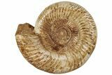 Jurassic Ammonite (Perisphinctes) - Madagascar #199230-1